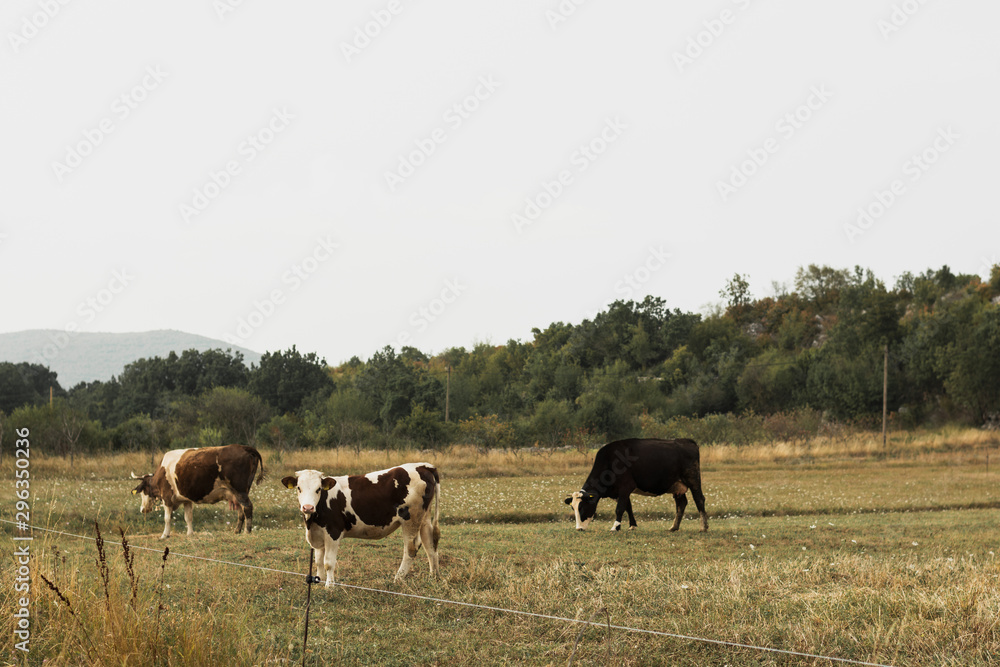 Cows grazing on a pasture in the countryside Cows grazing on a pasture in the countryside