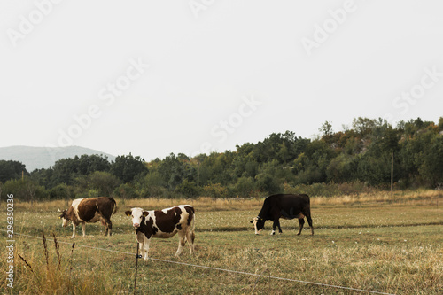 Cows grazing on a pasture in the countryside