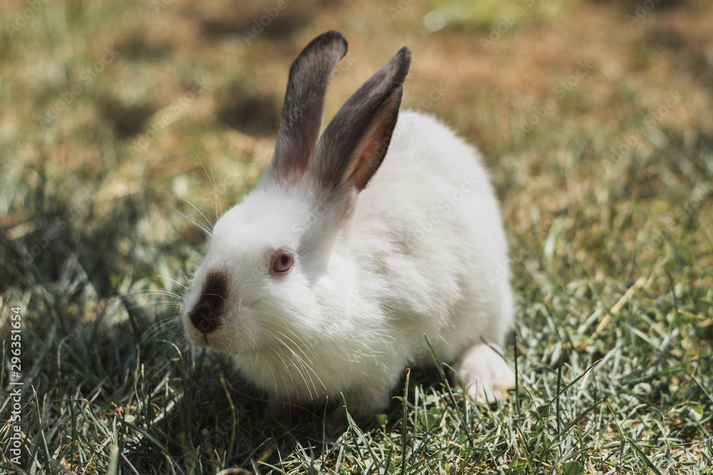 White rabbit with grey years sitting in the grass White rabbit with grey years sitting in the grass