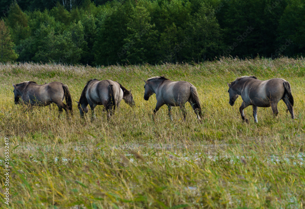 A herd of wild horses grazes in flood meadows by the river. A herd of wild horses grazes in flood meadows by the river.