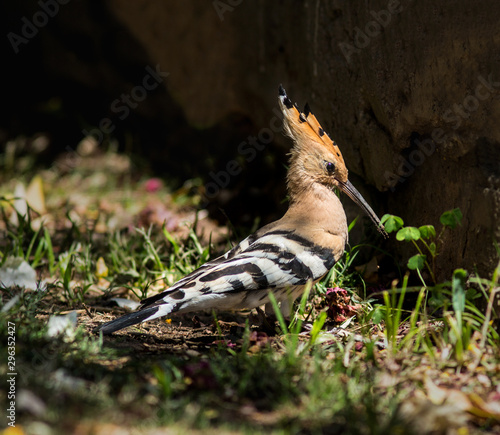 Bird Eurasian Hoopoe (Upupa epops) hunts on the grass © avkost