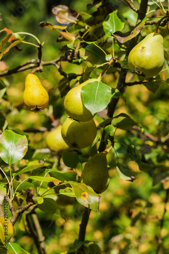 The ripe pears hang on a tree branch in the garden.