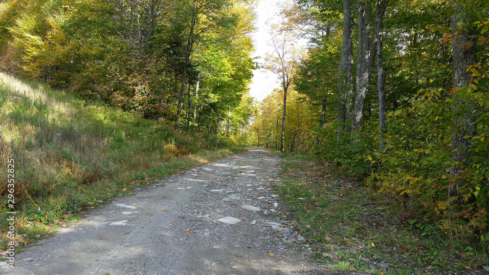 Fototapeta premium country road through forest in autumn