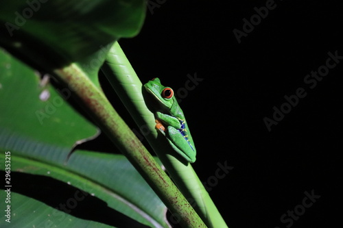Green costa rican tree frog on leaf photo