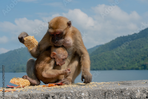 Baby monkey and mother monkey eating snacks, Island background