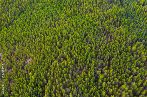 Beautiful panoramic photo over the tops of pine forest. Aerial view. From above. Picture taken using the copter. Top view