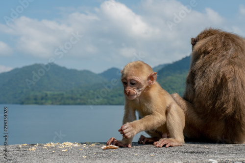 Baby monkey and mother monkey eating snacks  Island background