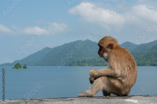 The young monkey sitting with island background 