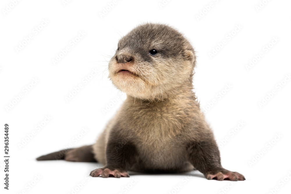 Baby Asian small-clawed otter, Amblonyx cinerea, also known as t Baby Asian small-clawed otter, Amblonyx cinerea, also known as t