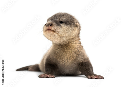 Baby Asian small-clawed otter, Amblonyx cinerea, also known as t