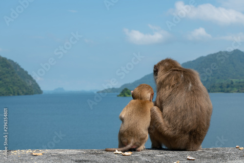 Baby monkey and mother monkey eating snacks, Island background