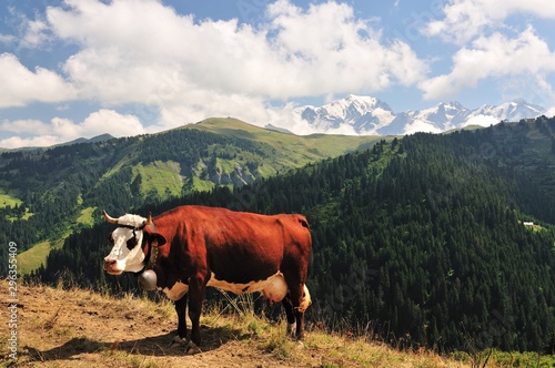 Une vache devant le Mont Blanc  Les Saisies  Savoie  France