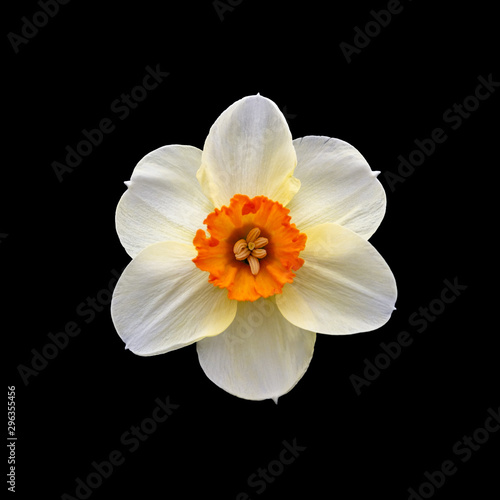 Isolated flower of orange white narcissus