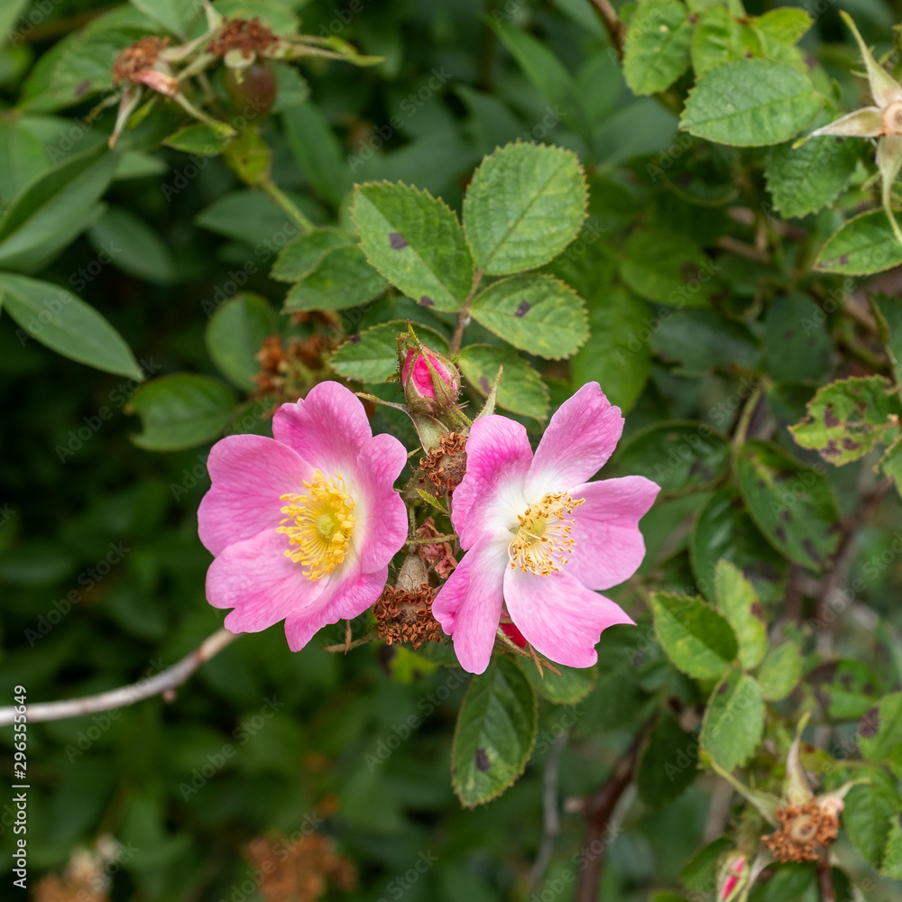 Obraz premium Two flowers and a bud of the Hedgehog rose