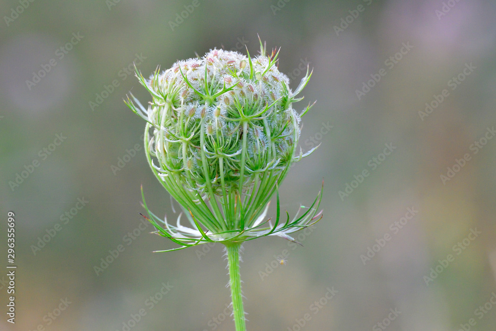 Wilde Möhre (Daucus carota subsp. carota) Wilde Möhre (Daucus carota subsp. carota)