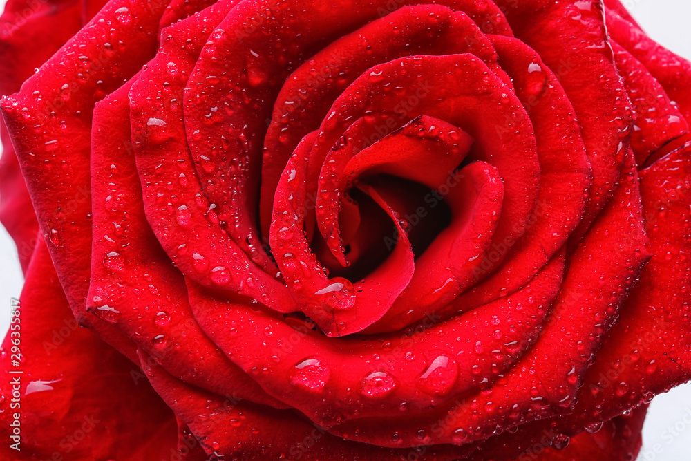 Beautiful rose flower with water drops, closeup