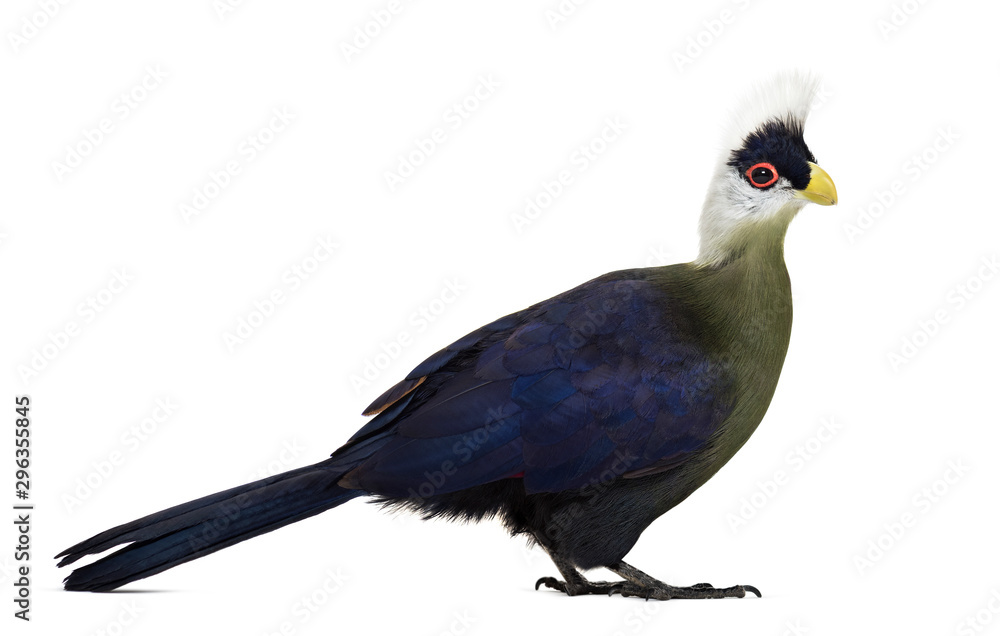 Fototapeta premium White-crested turaco, Tauraco leucolophus, isolated on white