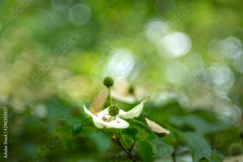 white single flower against a natural background with a beautiful bokeh. .