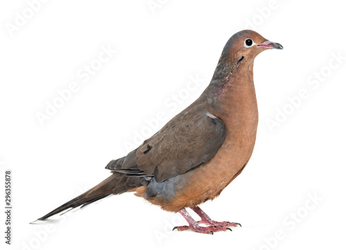 Socorro dove, Zenaida graysoni, is a dove isolated photo