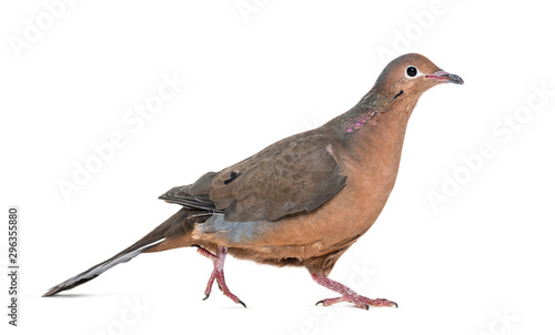 Socorro dove, Zenaida graysoni, is a dove walking photo