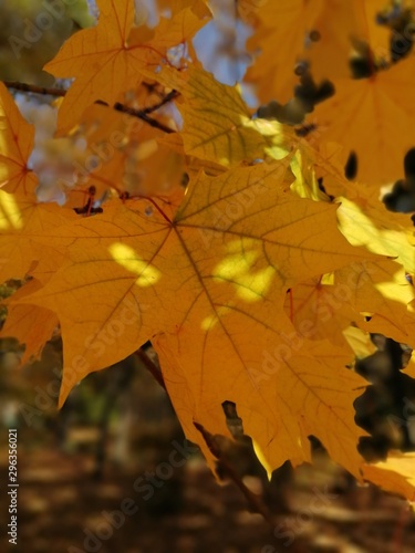 Beautiful autumn yellow leaves on the trees. The magic of autumn colors.