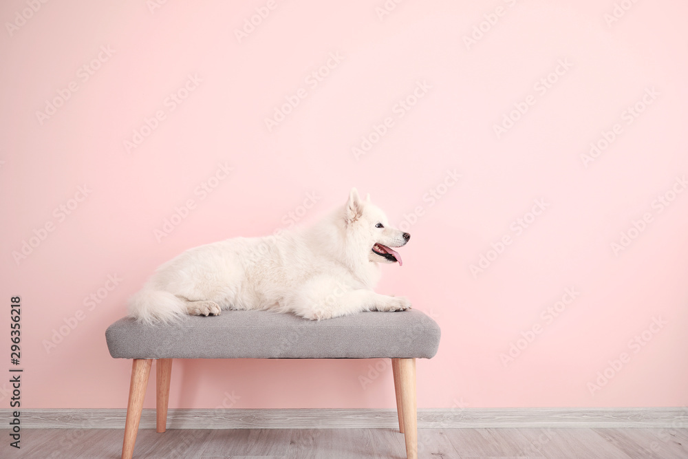 Cute Samoyed dog lying on bench near color wall - obrazy, fototapety, plakaty 