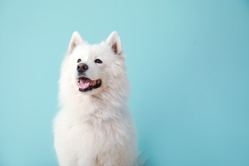Cute Samoyed dog on color background