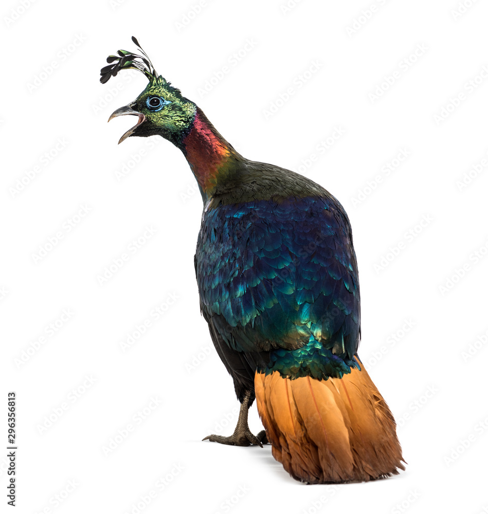 Obraz premium Himalayan monal, Lophophorus impejanus, Impeyan pheasant
