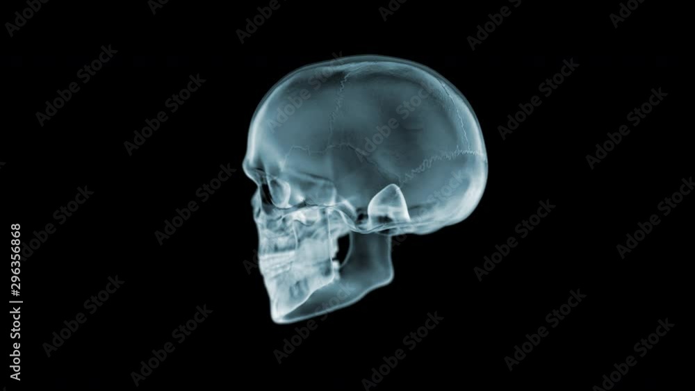 Skull X-Ray spinning 360 degrees. Seamless loop. 3D animation. 4K