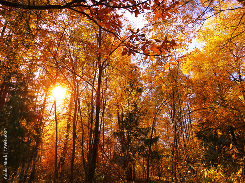 autumn landscape forest with yellow red leaves with sunny light beams © Anastasia Tsarskaya
