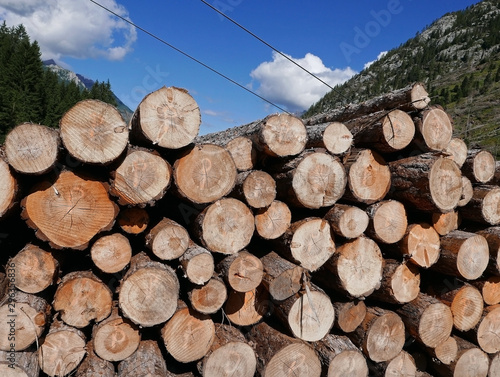 catasta di legno fotografata da vicino in montagna