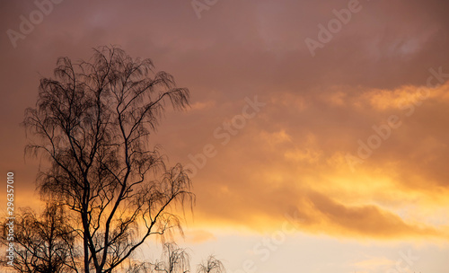 Birch on a background of dark sky during sunset, copy space_