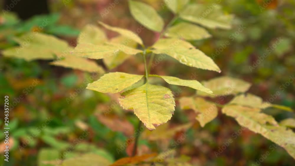 Autumn landscape. Yellow leaves on tree branches in the forest. Autumn landscape. Yellow leaves on tree branches in the forest.