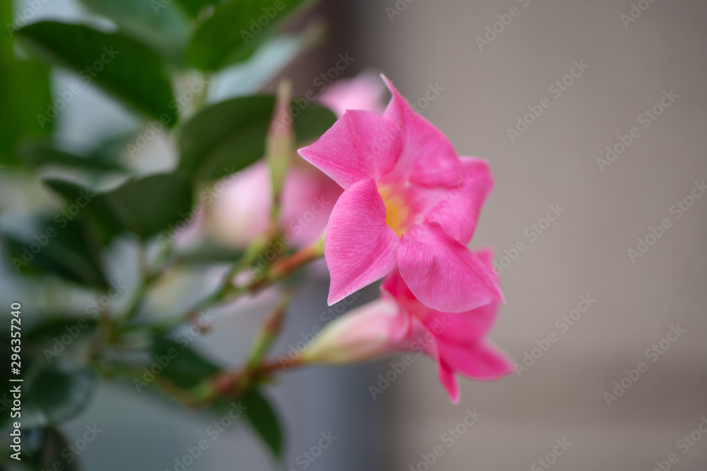 Obraz premium Mandevilla