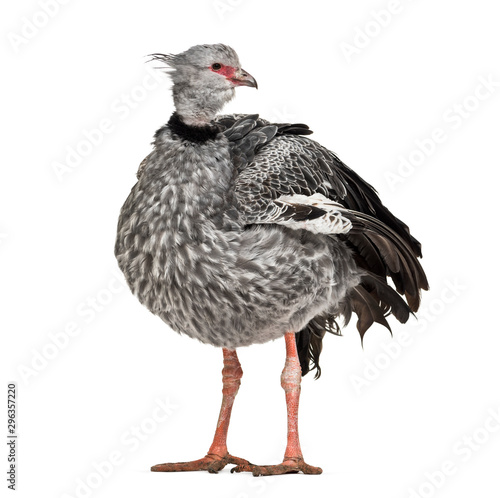 Southern Screamer, Chauna torquata, isolated photo