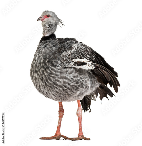 Southern Screamer, Chauna torquata, isolated photo