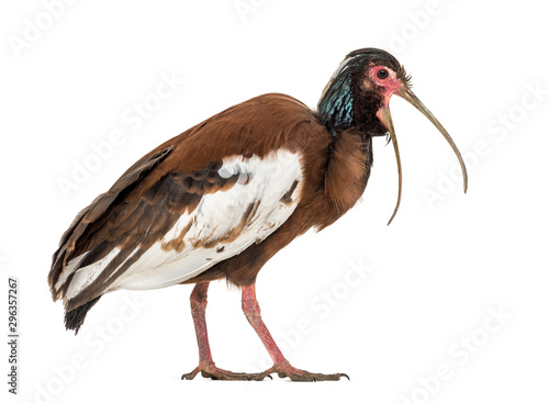 Vászonkép Madagascan ibis, Lophotibis cristata, isolated on white