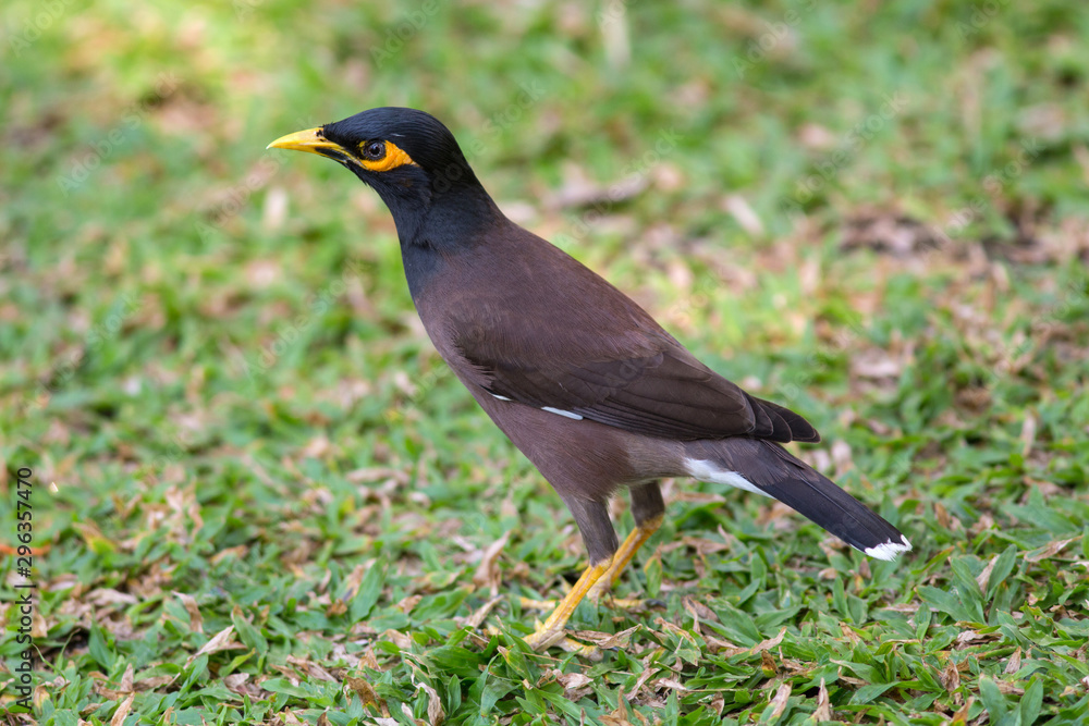Bird Common Myna or Indian Myna (Acridotheres tristis) Bird Common Myna or Indian Myna (Acridotheres tristis)