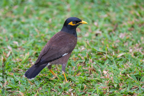 Bird Common Myna or Indian Myna (Acridotheres tristis)