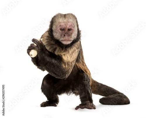Fototapeta Naklejka Na Ścianę i Meble -  Golden-Bellied Capuchin, Sapajus xanthosternos