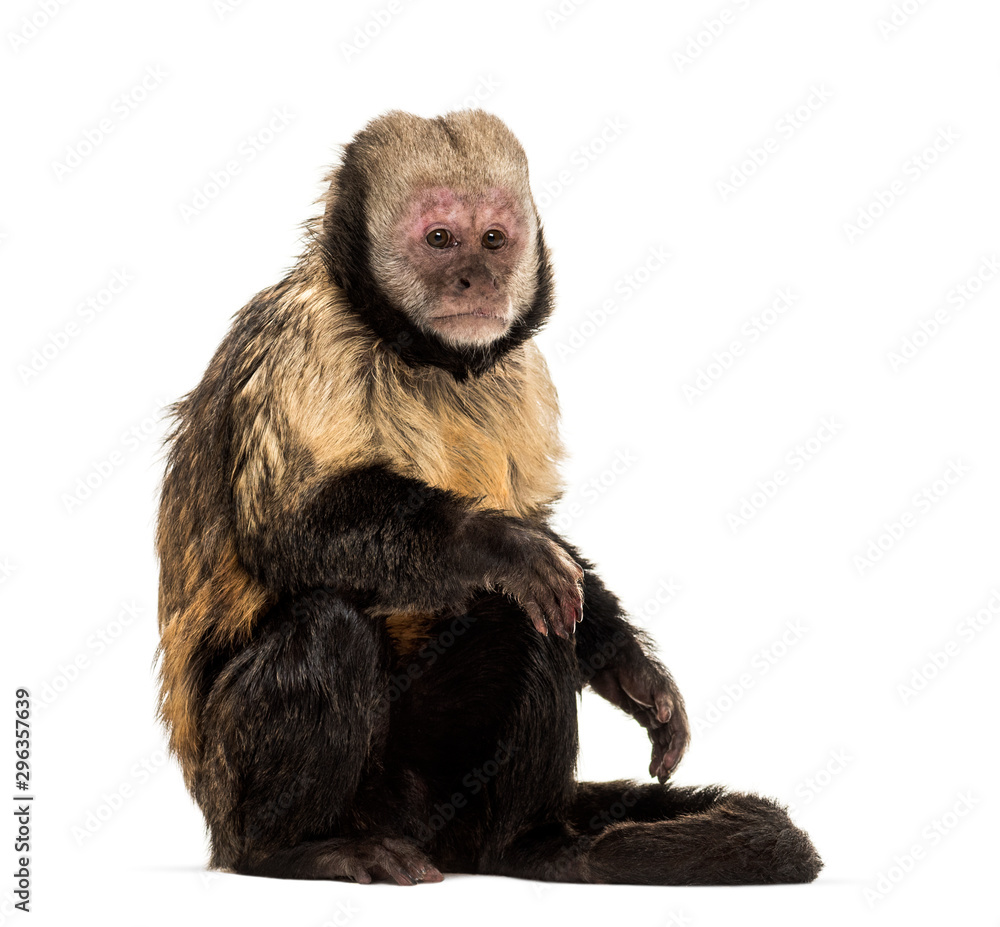 Golden-Bellied Capuchin, Sapajus xanthosternos