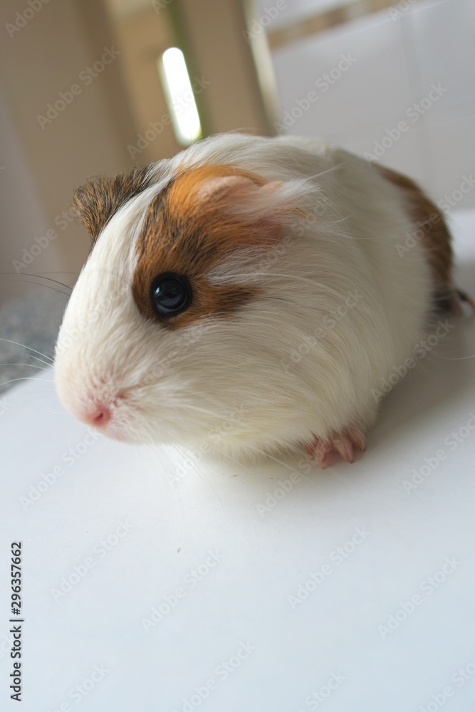 A cute guinea pig facing the camera A cute guinea pig facing the camera