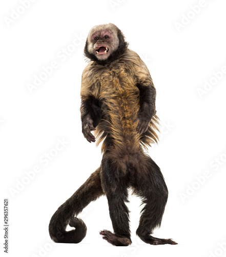 Fényképezés Golden-Bellied Capuchin, Sapajus xanthosternos