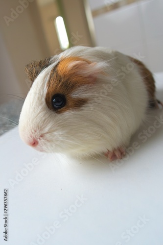 A cute guinea pig facing the camera
