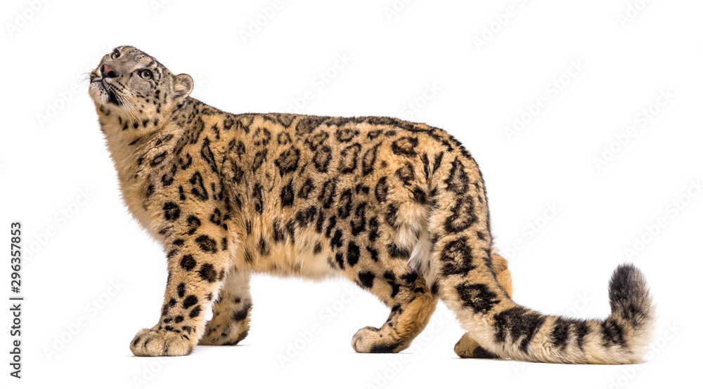 Snow leopard, Panthera uncia, also known as the ounce Snow leopard, Panthera uncia, also known as the ounce