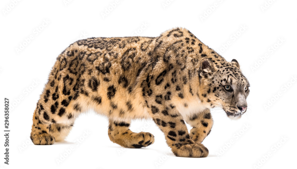 Snow leopard, Panthera uncia, also known as the ounce Snow leopard, Panthera uncia, also known as the ounce