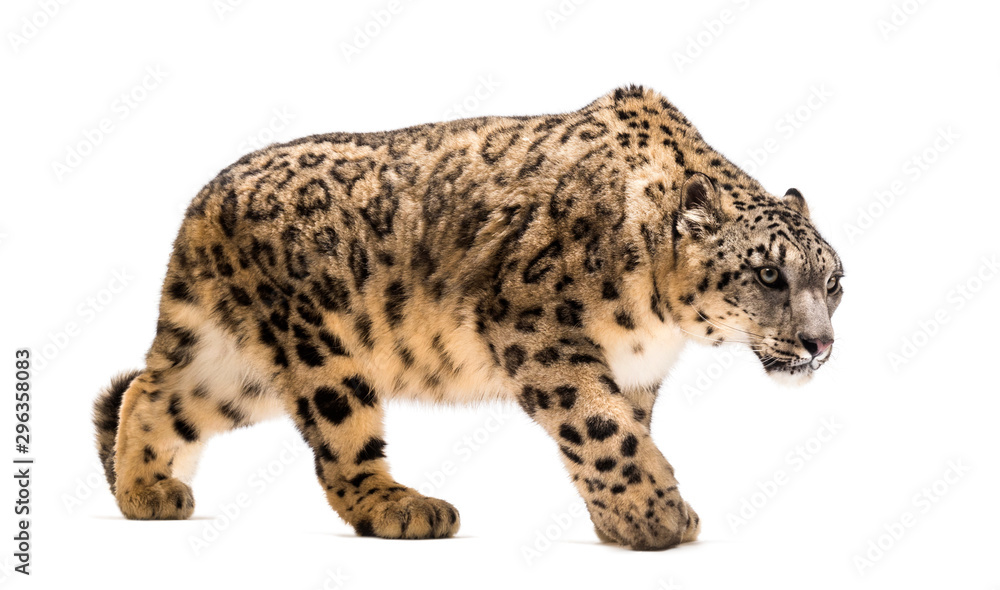 Snow leopard, Panthera uncia, also known as the ounce Snow leopard, Panthera uncia, also known as the ounce