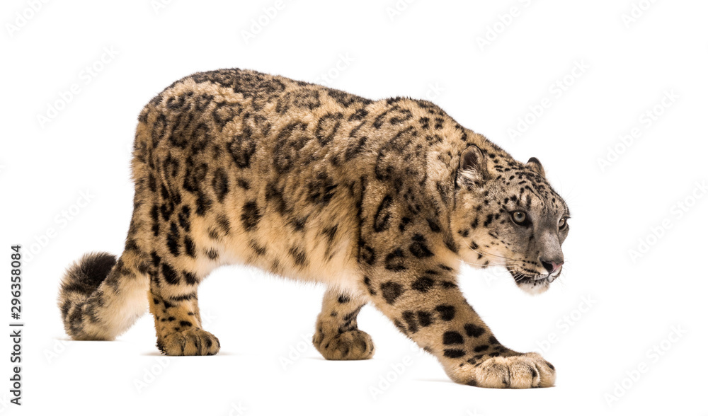 Snow leopard, Panthera uncia, also known as the ounce Snow leopard, Panthera uncia, also known as the ounce