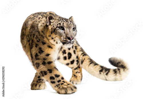 Snow leopard  Panthera uncia  also known as the ounce