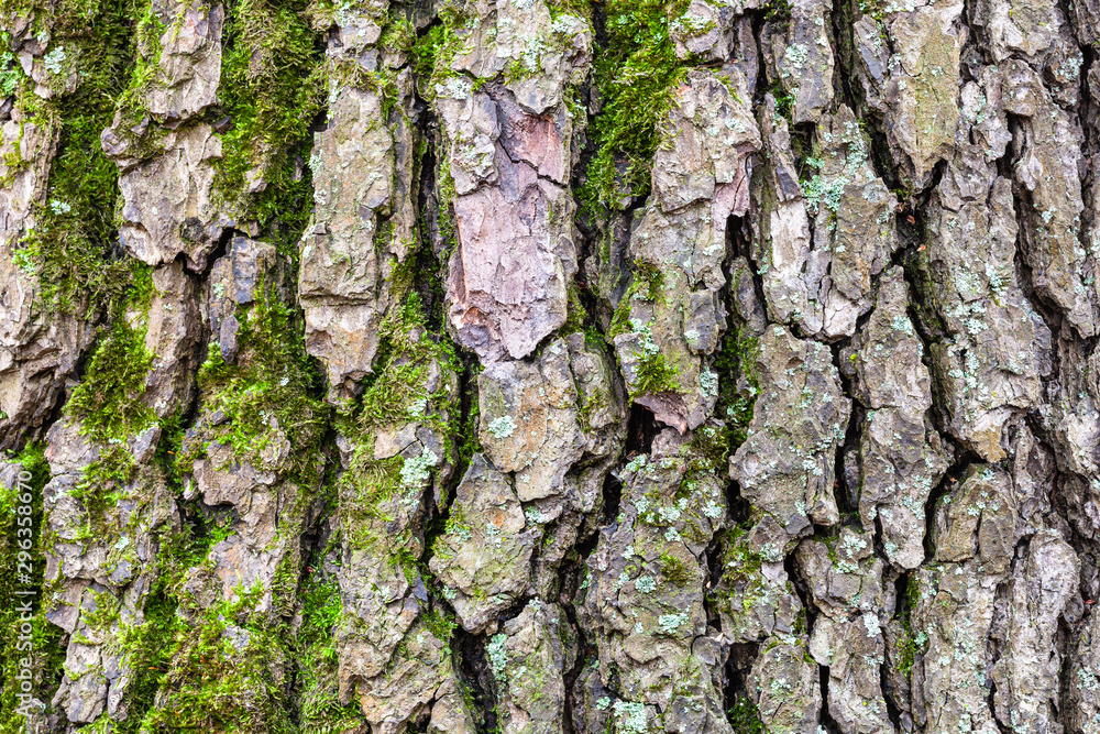 grooved bark on mature trunk of alder tree grooved bark on mature trunk of alder tree